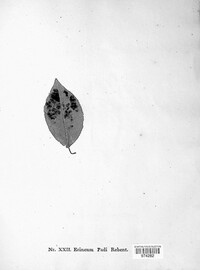 Erineum padi image